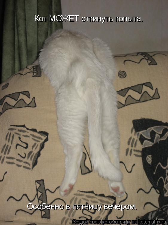 Котоматрица: Кот МОЖЕТ откинуть копыта. Особенно в пятницу вечером.