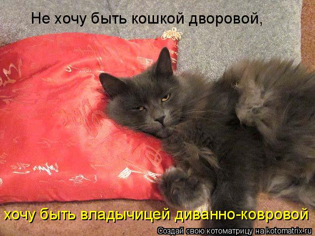 Котоматрица: Не хочу быть кошкой дворовой,  хочу быть владычицей диванно-ковровой