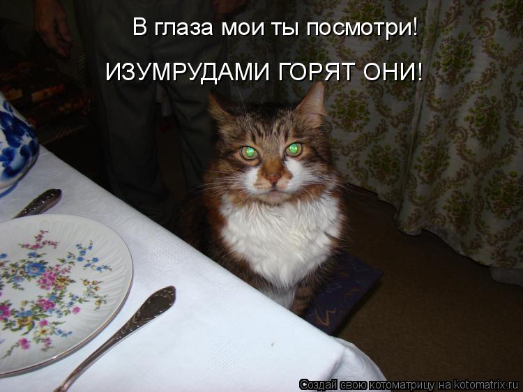 Котоматрица: В глаза мои ты посмотри!  ИЗУМРУДАМИ ГОРЯТ ОНИ!