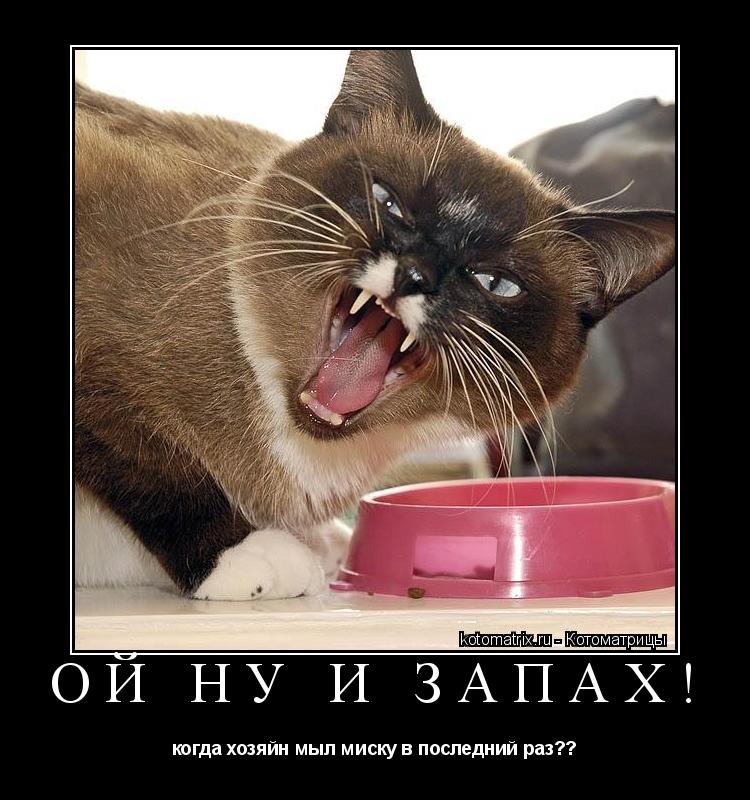 Котоматрица: Ой ну и запах! когда хозяйн мыл миску в последний раз??