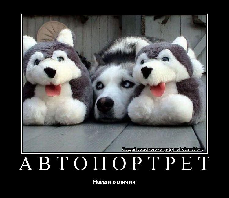 АВТОПОРТРЕТ Найди отличия... Котоматрица: АВТОПОРТРЕТ Найди отличия