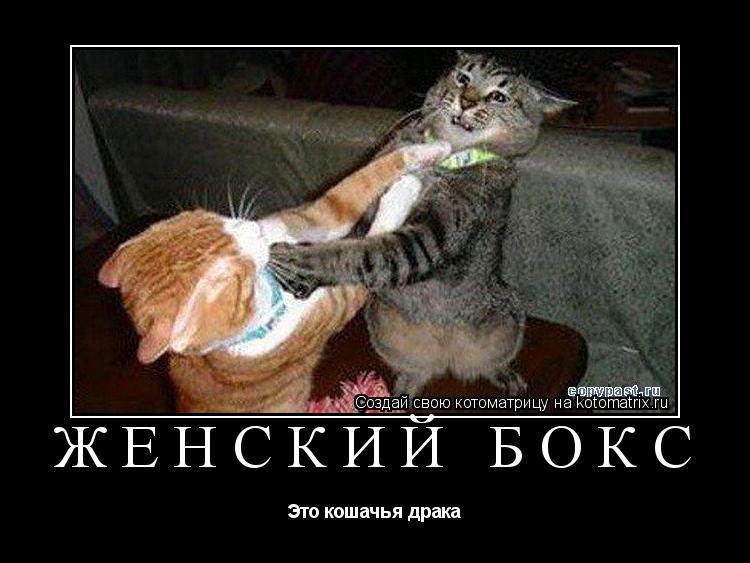 ЖЕНСКИЙ БОКС Это кошачья драка... Котоматрица: ЖЕНСКИЙ БОКС Это кошачья драка