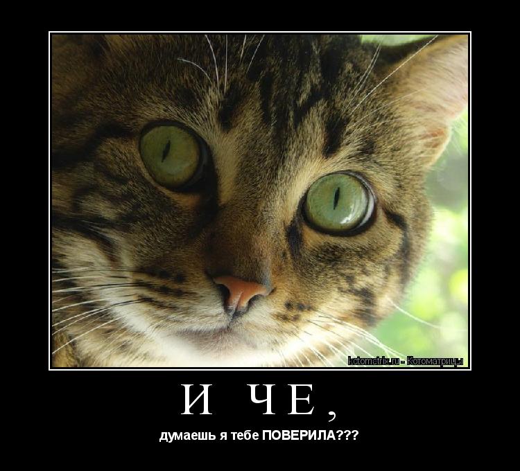 Котоматрица: И чё, думаешь я тебе ПОВЕРИЛА???