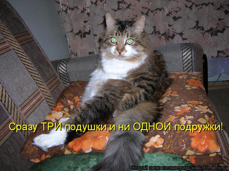 Котоматрица: Сразу ТРИ подушки и ни ОДНОЙ подружки!