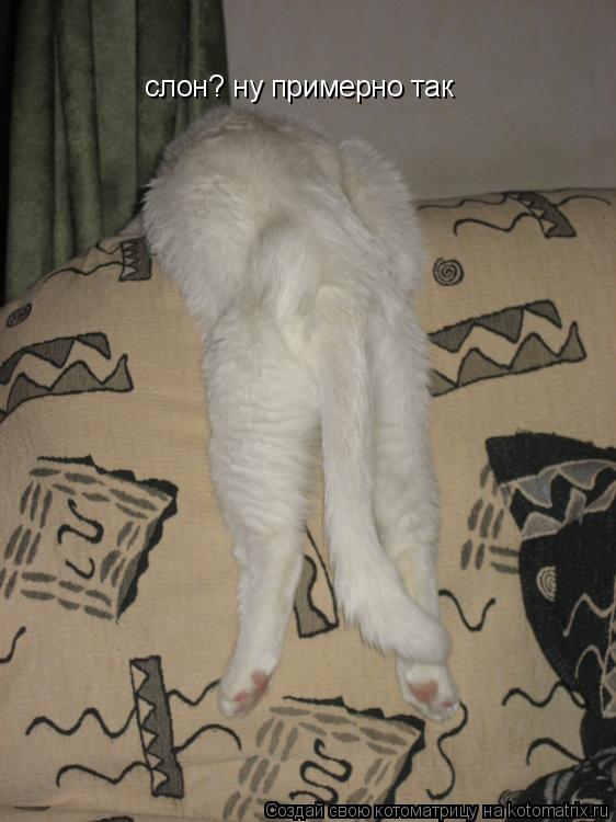 Котоматрица: слон? ну примерно так
