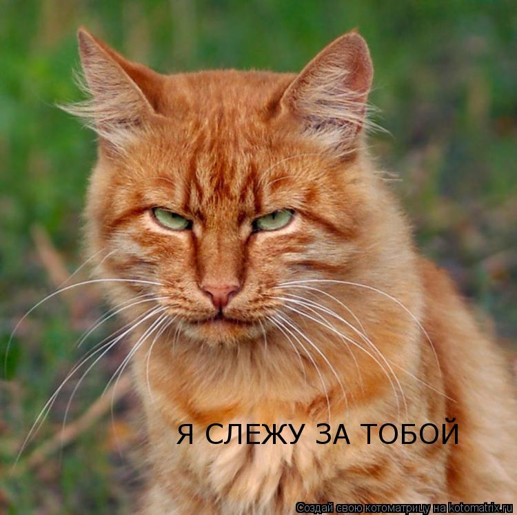 Котоматрица: Я СЛЕЖУ ЗА ТОБОЙ