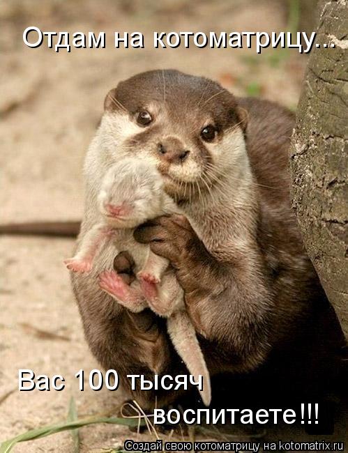 Отдам на котоматрицу... Вас 100 тысяч воспитаете!!!... Котоматрица: Отдам на котоматрицу... Вас 100 тысяч воспитаете!!!