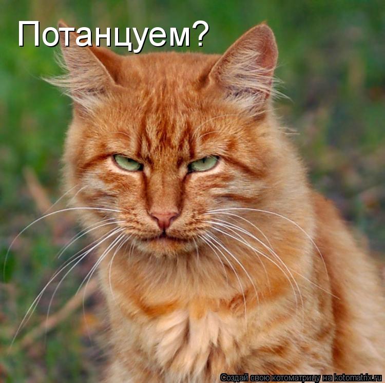 Потанцуем?... Котоматрица: Потанцуем?