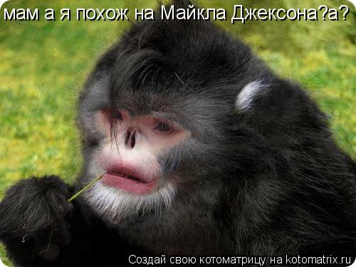 Котоматрица: мам а я похож на Майкла Джексона?а?