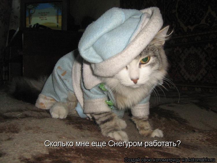 Котоматрица: Сколько мне еще Снегуром работать?