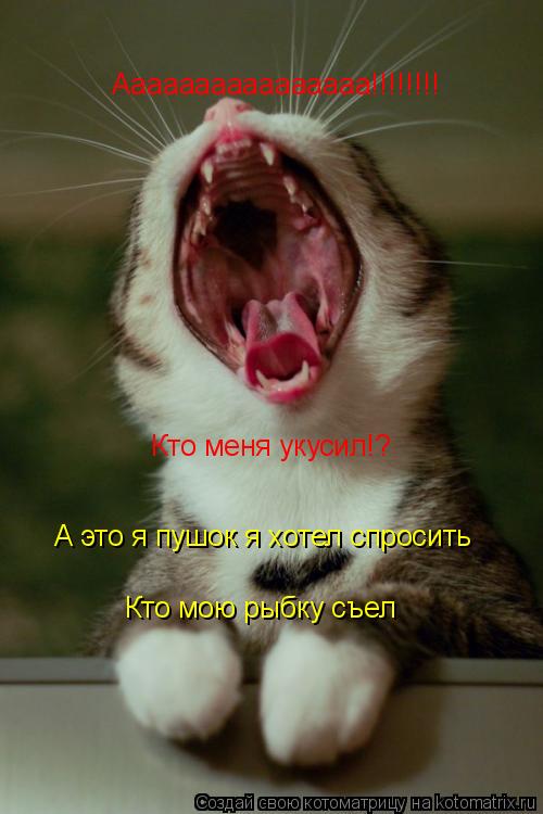 Аааааааааааааааа!!!!!!!! Кто меня укусил!? А это я пушок я хотел спросить Кто мою рыбку съел... Котоматрица: Аааааааааааааааа!!!!!!!! Кто меня укусил!? А это я пушок я хотел спросить Кто мою рыбку съел