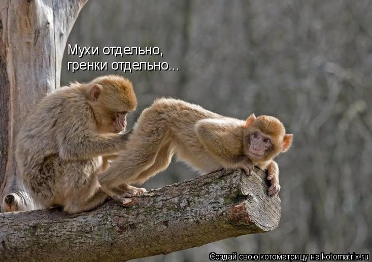 Котоматрица: гренки отдельно... Мухи отдельно,