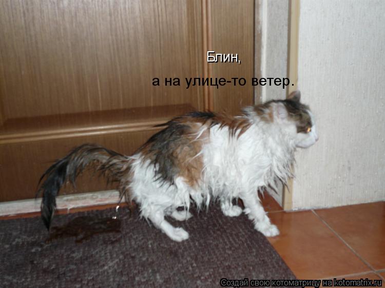 Котоматрица: Блин, а на улице-то ветер.
