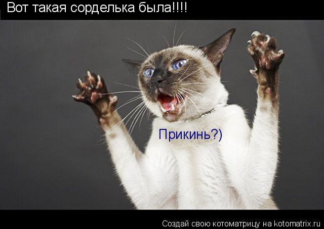 Котоматрица: Вот такая сорделька была!!!! Прикинь?)