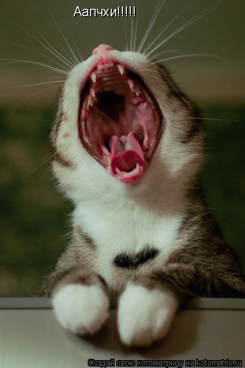 Котоматрица: Аапчхи!!!!!