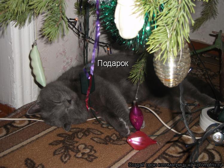 Котоматрица: Подарок