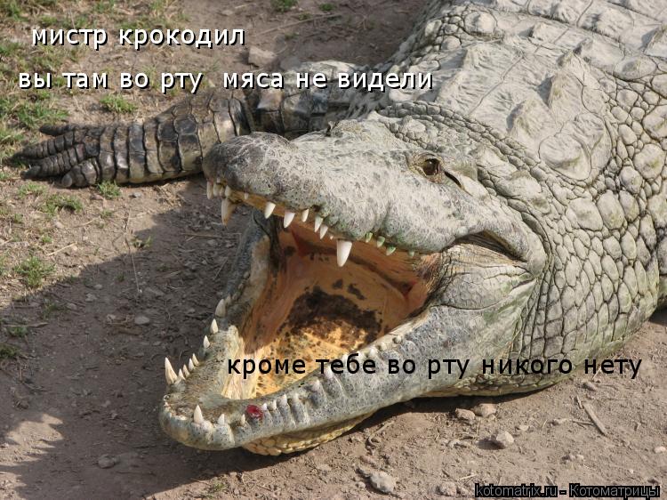 Котоматрица: мистр крокодил кроме тебе во рту никого нету вы там во рту  мяса не видели