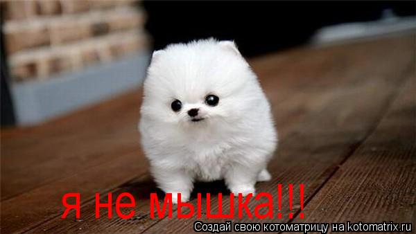 Котоматрица: я не мышка!!!