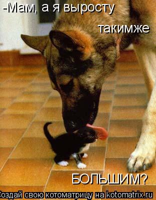 Котоматрица: -Мам, а я выросту такимже БОЛЬШИМ?