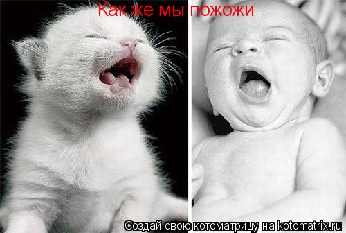 Котоматрица: Как же мы пожожи
