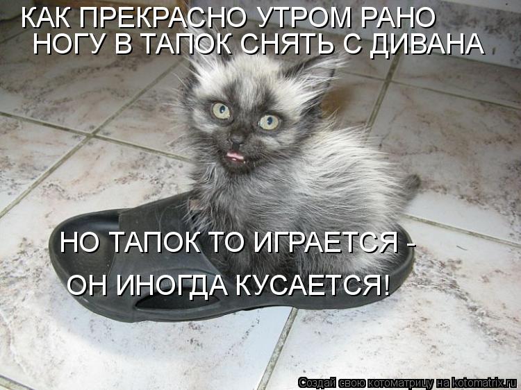 Котоматрица: КАК ПРЕКРАСНО УТРОМ РАНО НОГУ В ТАПОК СНЯТЬ С ДИВАНА НО ТАПОК ТО ИГРАЕТСЯ -  ОН ИНОГДА КУСАЕТСЯ!