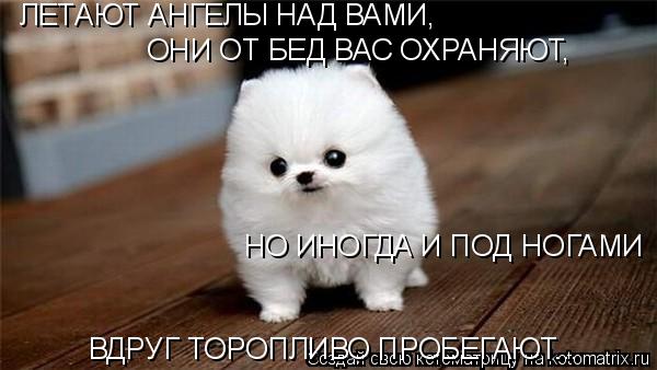 Котоматрица: ЛЕТАЮТ АНГЕЛЫ НАД ВАМИ,  ОНИ ОТ БЕД ВАС ОХРАНЯЮТ,  НО ИНОГДА И ПОД НОГАМИ ВДРУГ ТОРОПЛИВО ПРОБЕГАЮТ...