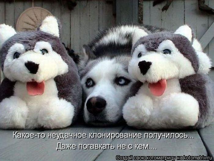 Котоматрица: Какое-то неудачное клонирование получилось... Даже погавкать не с кем....