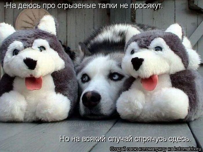 Котоматрица: -На деюсь про сгрызеные тапки не просякут. Но на всякий случай спрячусь сдесь.