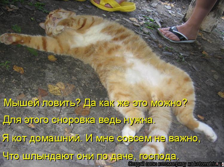 Мышей ловить? Да как же это можно? Для этого сноровка ведь нужна. Я кот домашний. И мне совсем не важ... Котоматрица: Мышей ловить? Да как же это можно? Для этого сноровка ведь нужна. Я кот домашний. И мне совсем не важно, Что шлындают они по даче, господа.