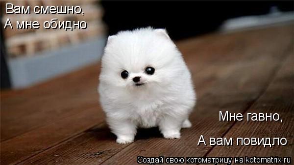 Котоматрица: Вам смешно, А мне обидно Мне гавно, А вам повидло