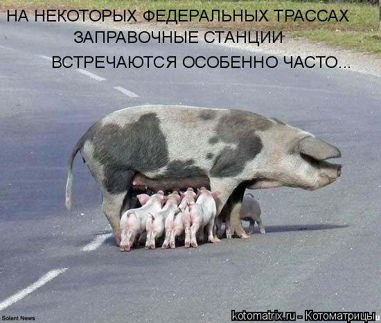 Котоматрица: НА НЕКОТОРЫХ ФЕДЕРАЛЬНЫХ ТРАССАХ  ЗАПРАВОЧНЫЕ СТАНЦИИ  ВСТРЕЧАЮТСЯ ОСОБЕННО ЧАСТО...