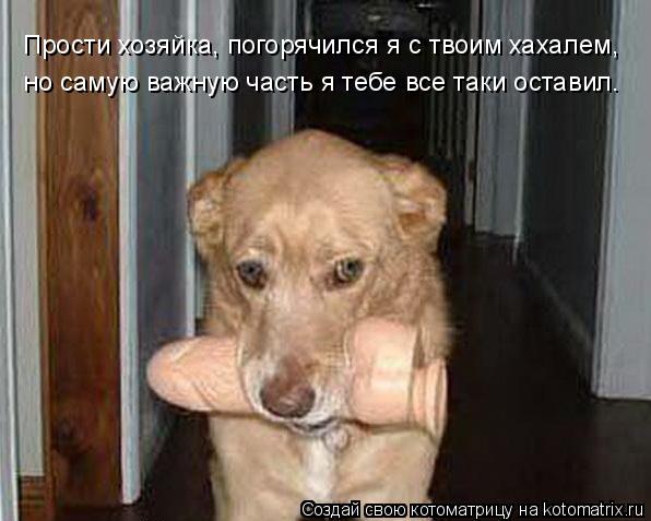 Котоматрица: Прости хозяйка, погорячился я с твоим хахалем, но самую важную часть я тебе все таки оставил.