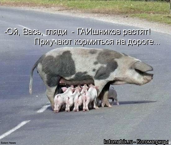 -Ой, Вась, гляди - ГАИшников растят! -Ой, Вась, гляди - ГАИшников растят! Приучают кормиться на д... Котоматрица: -Ой, Вась, гляди - ГАИшников растят! -Ой, Вась, гляди - ГАИшников растят! Приучают кормиться на дороге...