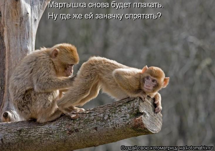 Котоматрица: Мартышка снова будет плакать. Ну где же ей заначку спрятать?