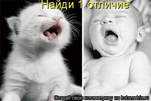 Котоматрица: Найди 1 отличие