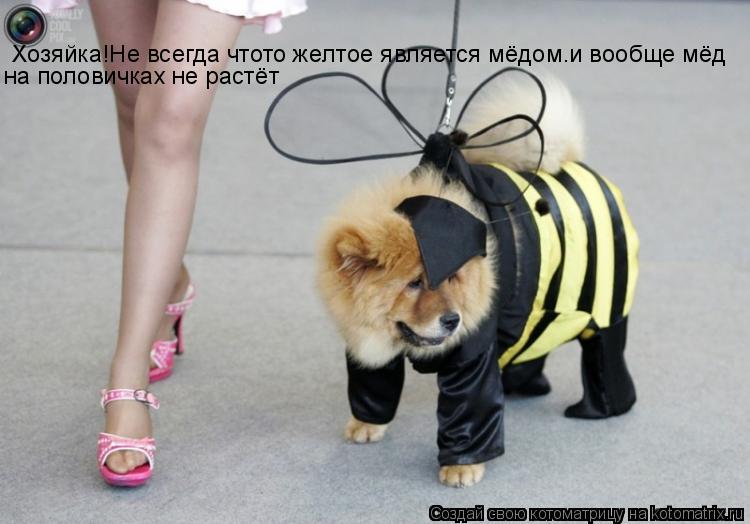 Котоматрица: Хозяйка!Не всегда чтото желтое является мёдом.и вообще мёд на половичках не растёт