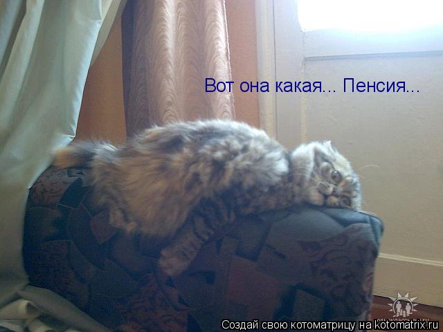 Вот она какая... Пенсия...... Котоматрица: Вот она какая... Пенсия...