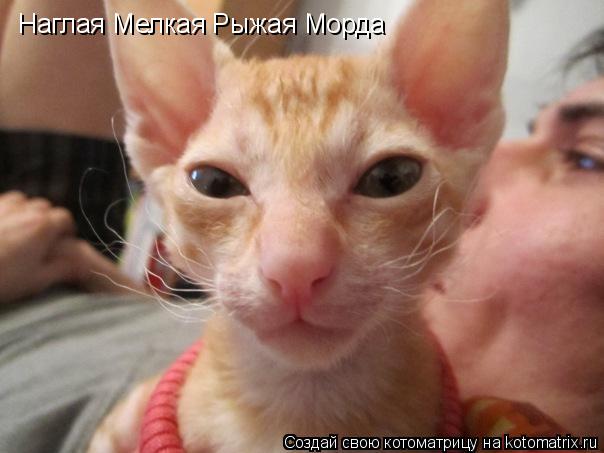 Наглая Мелкая Рыжая Морда... Котоматрица: Наглая Мелкая Рыжая Морда