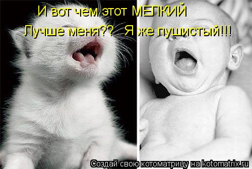 И вот чем этот МЕЛКИЙ Лучше меня?? Я же пушистый!!!... Котоматрица: И вот чем этот МЕЛКИЙ Лучше меня?? Я же пушистый!!!