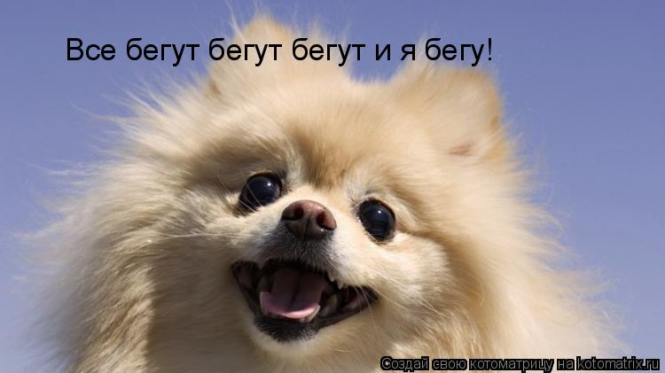 Все бегут бегут бегут и я бегу!... Котоматрица: Все бегут бегут бегут и я бегу!