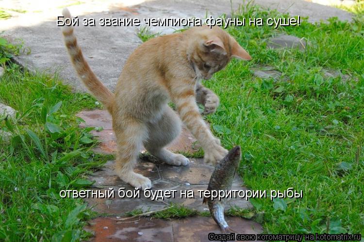 Бой за звание чемпиона фауны на суше! ответный бой будет на территории рыбы... Котоматрица: Бой за звание чемпиона фауны на суше! ответный бой будет на территории рыбы
