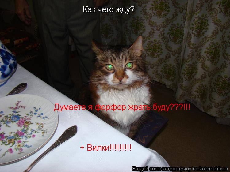 Как чего жду? Думаете я форфор жрать буду???!!! + Вилки!!!!!!!!!... Котоматрица: Как чего жду? Думаете я форфор жрать буду???!!! + Вилки!!!!!!!!!