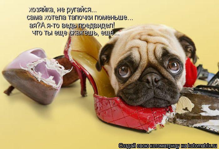 хозяйка, не ругайся... сама хотела тапочки поменьше... ая?А я-то ведь предвидел! что ты еще скажешь, ... Котоматрица: хозяйка, не ругайся... сама хотела тапочки поменьше... ая?А я-то ведь предвидел! что ты еще скажешь, еще...