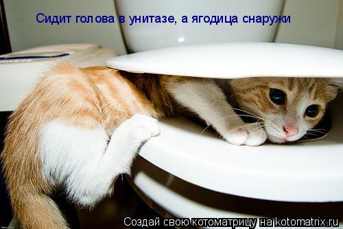 Сидит голова в унитазе, а ягодица снаружи... Котоматрица: Сидит голова в унитазе, а ягодица снаружи