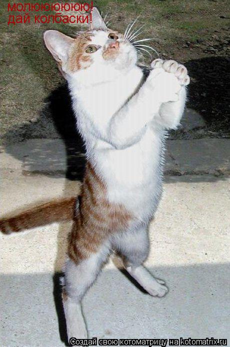 молюююююю! дай колбаски!... Котоматрица: молюююююю! дай колбаски!