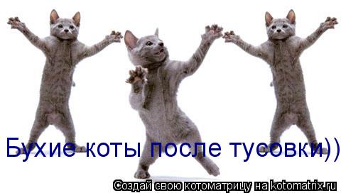 Бухие коты после тусовки)))... Котоматрица: Бухие коты после тусовки)))