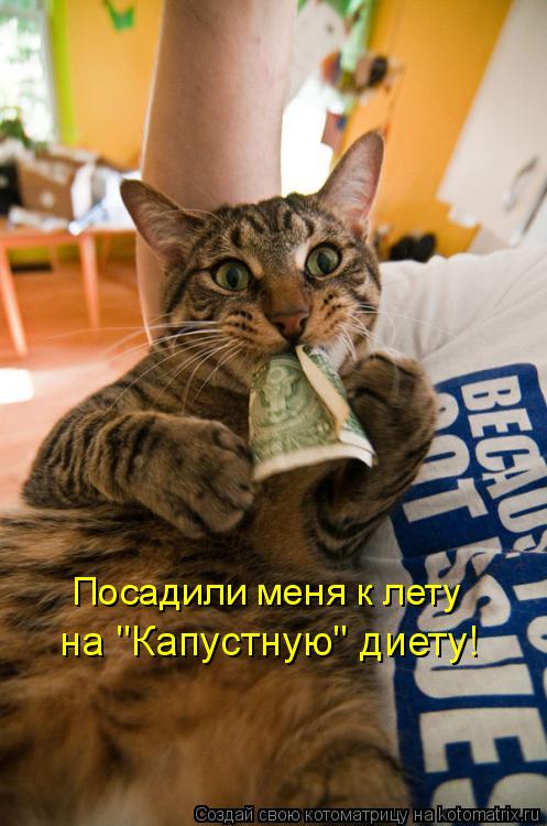 Посадили меня к лету на "Капустную" диету!... Котоматрица: Посадили меня к лету на "Капустную" диету!