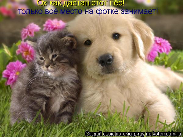 Ох как дастал этот пёс! только всё место на фотке занимает!... Котоматрица: Ох как дастал этот пёс! только всё место на фотке занимает!