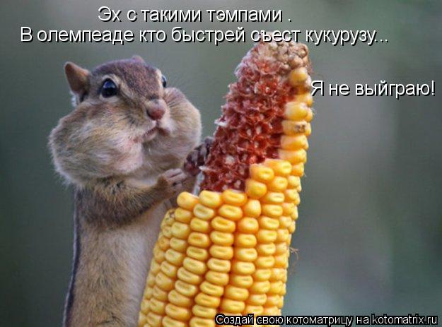 Котоматрица: Эх с такими тэмпами . В олемпеаде кто быстрей съест кукурузу... Я не выйграю!