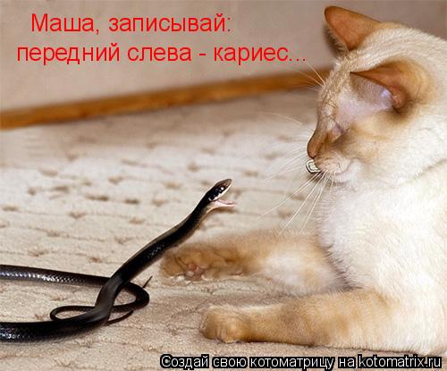 Котоматрица: Маша, записывай:  передний слева - кариес...